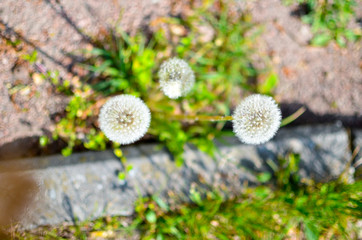 Dandelion seed outdoors in white and green colors