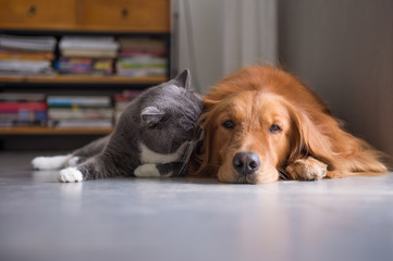 Fototapeta na wymiar British shorthair cats and Golden Retriever