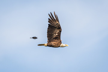 Bald Eagle and Red-Winged Blackbird
