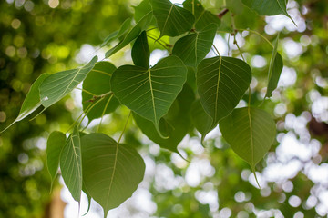 Green leaf Pho leaf, (bo leaf,bothi leaf)