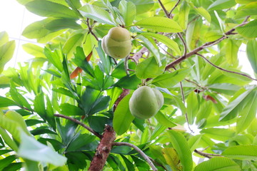 ビワモドキ　エレファントアップル