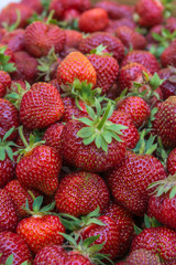 Pile of freshly picked red ripe strawberries