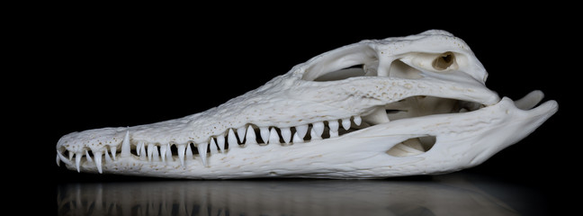Fototapeta premium Schädel eines Nilkrokodil (Crocodylus niloticus) mit geschlossenem Maul