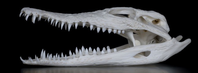 Fototapeta premium Schädel eines Nilkrokodil (Crocodylus niloticus) mit geöffnetem Maul