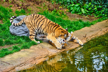 Fototapeta na wymiar Two adult tigers at play. young Tiger