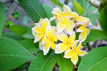 プルメリア 花