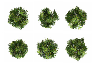 tree top view isolated white background