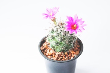 Closeup of cactus with pink flowers on white background