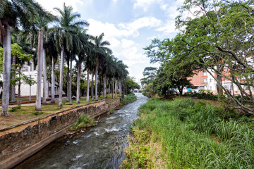 Fototapeta na wymiar Palms along the Rio Cali in downtown Cali, Colombia.