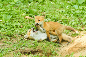 じゃれ合うキタキツネ
