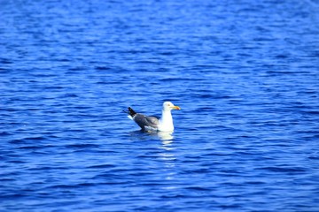 Fototapeta na wymiar Seagull on sea surface