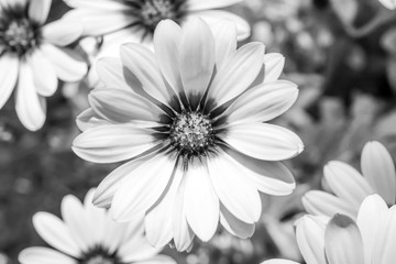 Black and white image of daisies in the garden