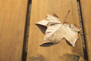 Dried leaf on a wooden table