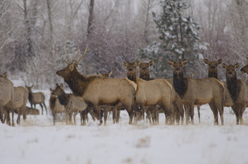 Naklejka na ściany i meble Elk Herd in the Snow