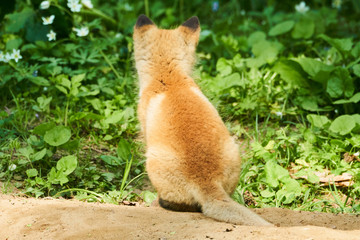 キタキツネの子供
