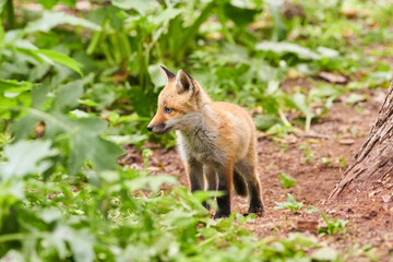 キタキツネの子供
