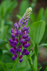 Lupine Plants in Full Bloom