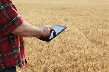 Agronomist or farmer  inspecting quality of wheat plant field using tablet, ready for harvest