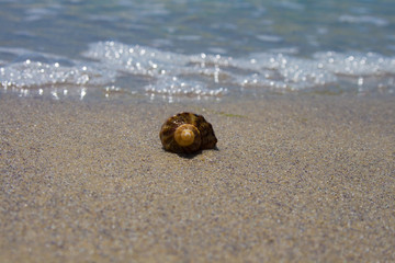 A shell in the sand on the beach. Front view