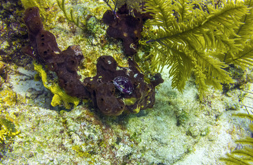 Coral Reef in Belize