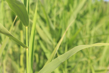 Green grass texture background, Beautiful nature in Greece, Non urban scene with defocused background