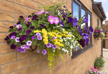 Fototapeta na wymiar Large hanging basket of flowers with a wide range of colors for the summer.