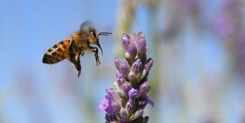 abeille en vol en provence