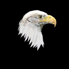 Head of the majestic eagle, painted with graceful lines, on a black background	
