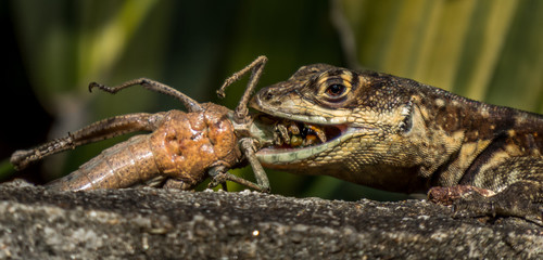 Lizard eating grasshopper
