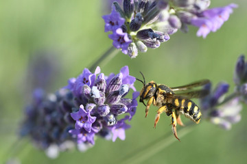 abeille en vol en provence
