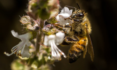 Bee on a flower