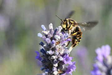 abeille en vol en provence