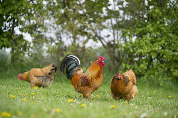 Free range chickens at the farm