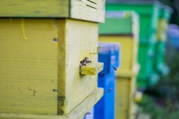 Close-up of colorful bee hives in the forest shot in the summer. Concept of beekeeping. Bio honey. Shallow depth of focus.