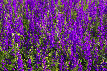 Obraz premium Beautiful summer flowers on the field