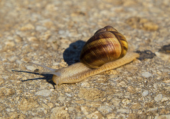 Snail on the ground closeup