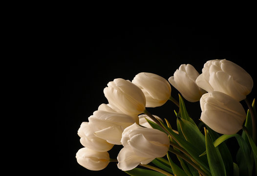 Fototapeta White tulips on a dark background