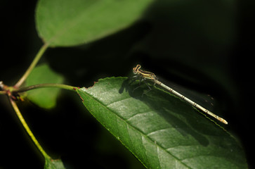 dragonfly on green leaf