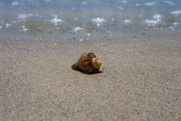 A shell in the sand on the beach against the background of the w