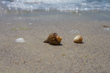 Shells in the sand on the beach. Close-up. Against the backgroun