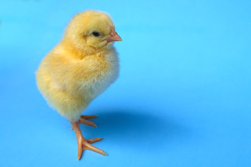 little baby bird hen chick chicken on blue background farm studio one cute feather