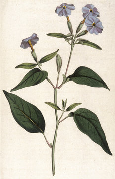Browallia Americana. Date: 1793