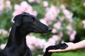 schwarzer Galgo Espanol Welpe gibt Pfote