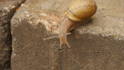 Garden resident