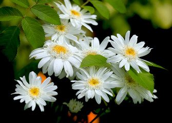 colorful summer flowers
