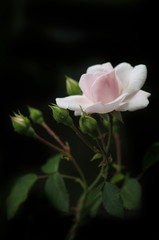 pink rose on balck background