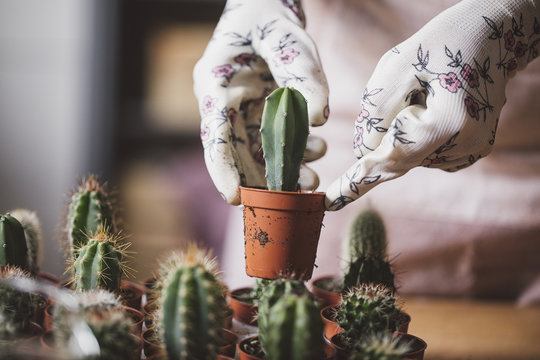 Hands of woman planting cacti in small pots