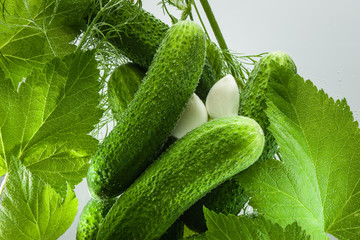 Freshly pickled cucumbers with garlic, dill and blackcurrant leaves.