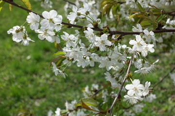 Lots of white cherry flowers in spring