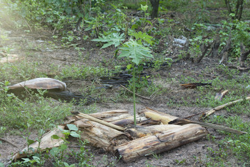 Obraz premium Small Papaya tree in garden.
